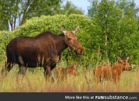 Deformed horse near the Chernobyl power plant, two years after the nuclear disaster