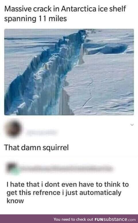 The infamous squirrel