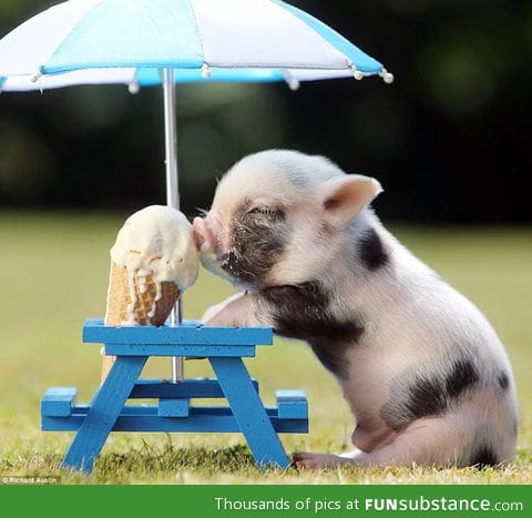 Piglet keeping cool