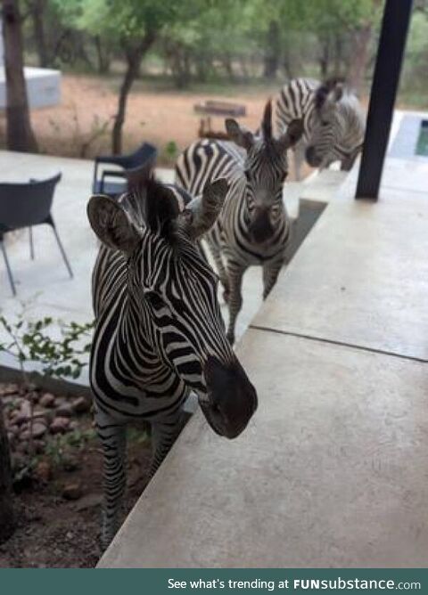 Got to hand-feed zebra today