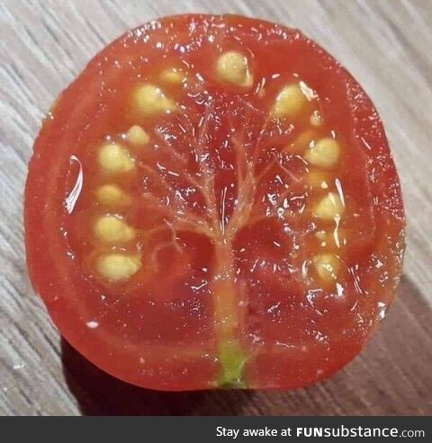 This tomato with a tree inside it