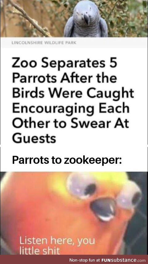 Parrot gang