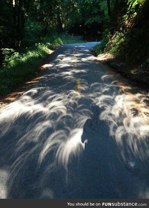 Tree leaves cast shadow during solar eclipse