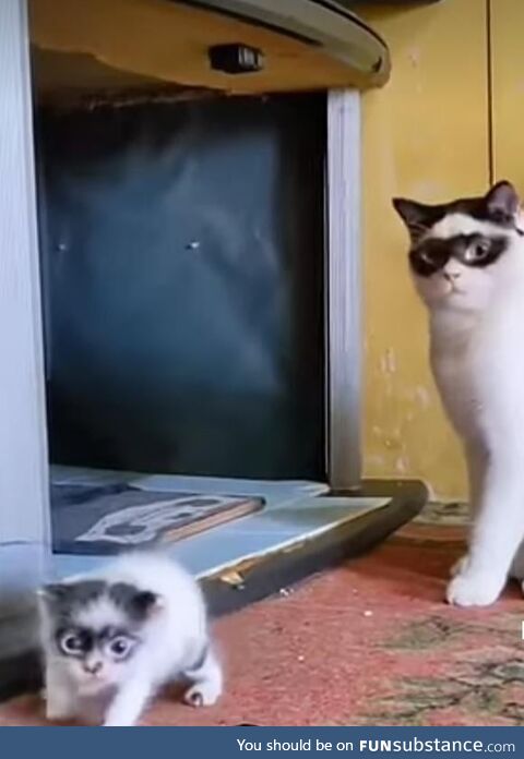Caturday - Domino Mask Cat and Kitten