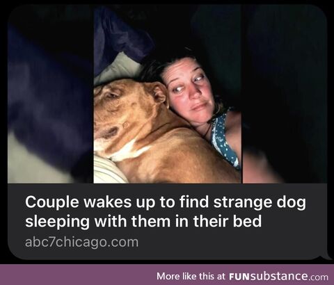 Dog wandered 2 miles from home and jumped in bed with his new family
