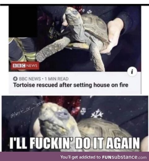 Cursed tortise
