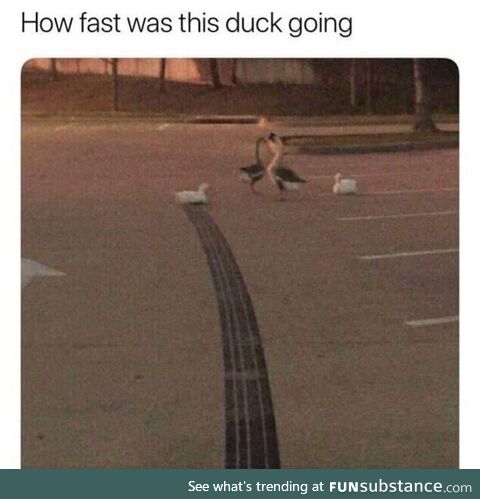 Ducks do not care about speed limit laws