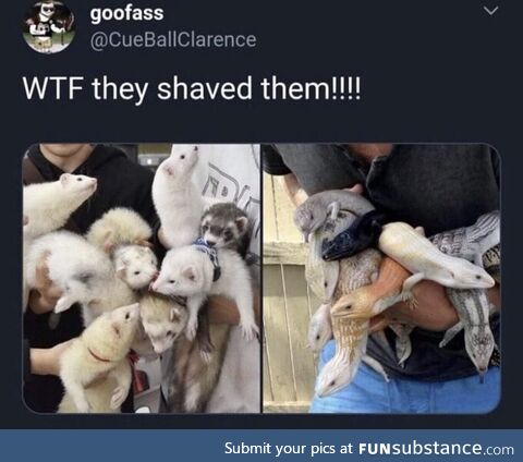 Shaving makes them look smaller