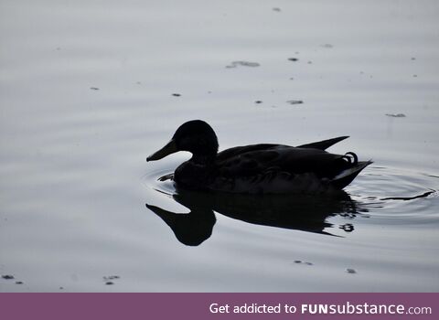 Duck. Probably one of my favorite photos I’ve ever taken!