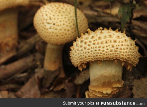 Mushrooms of some kind