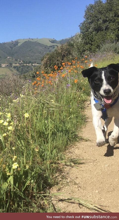 I found an old photo of my dog on one of his first hikes with me????