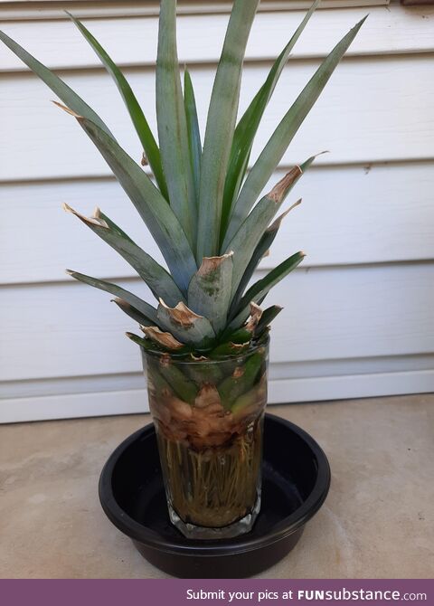 [OC] Growing a 2nd Pineapple plant using nothing but a glass filled with water