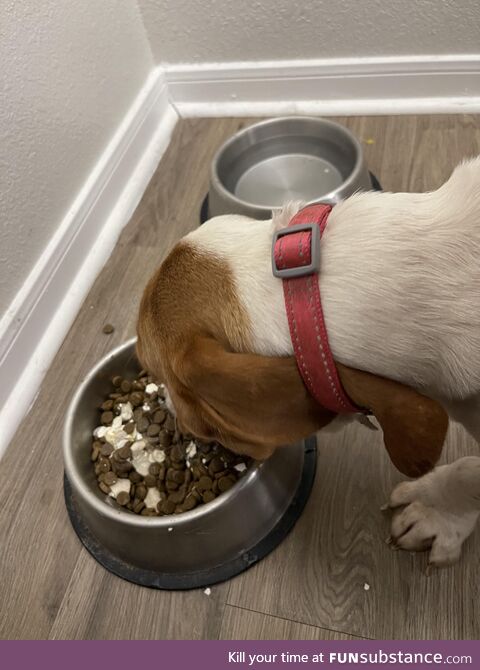 Daisy’s ears kept getting in her dinner; Had to take [gentle] preventative measures