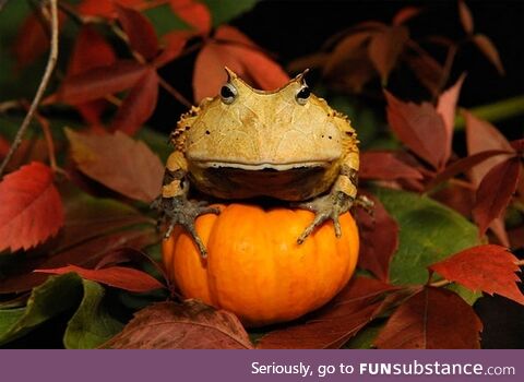 Froggos '23 #273/Spooktober Day 9 - Pumpkin Frog (He's h*rny)
