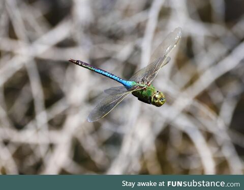 [OC] Managed to get this dragonfly photo today