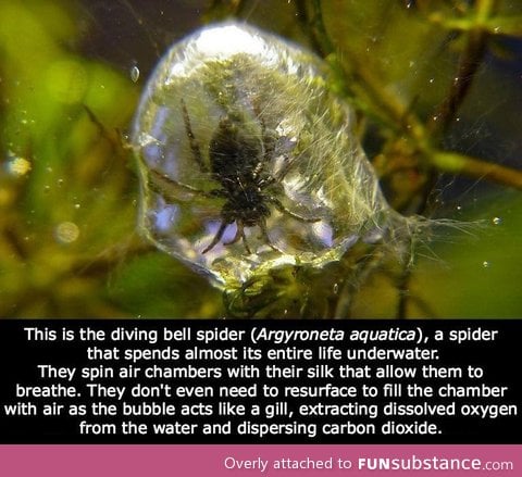 Eco-Friendly Spider