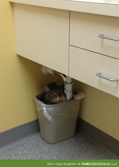 My cat was afraid of the vet, so he hid