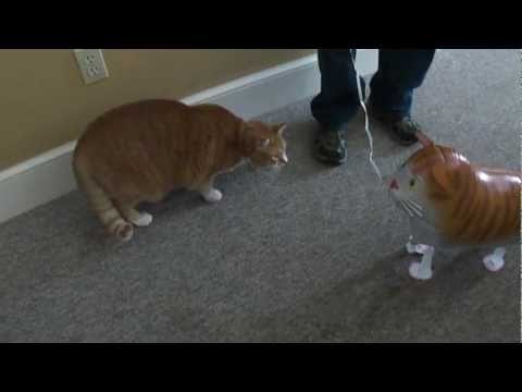 Cat afraid of Ballon Cat