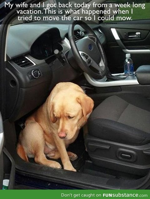 dog doesn't want you to leave