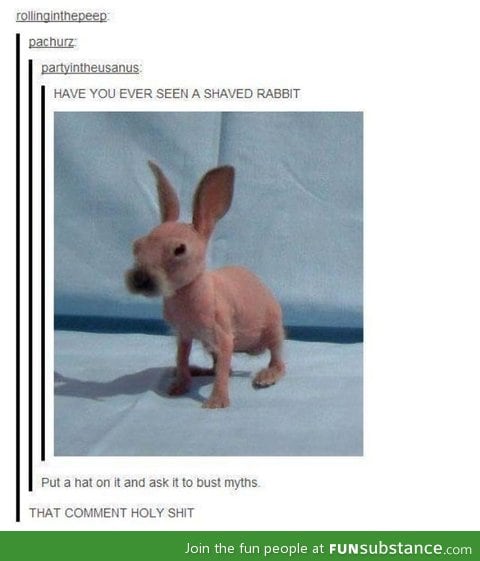 Shaved rabbit