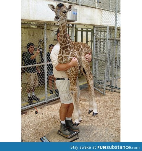 Apparently this how you weight a baby giraffe