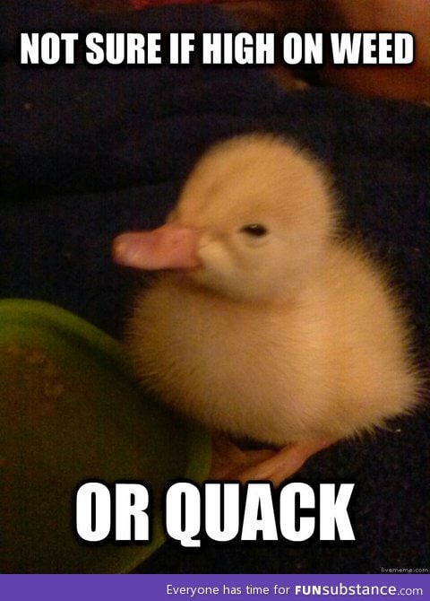 High duckling