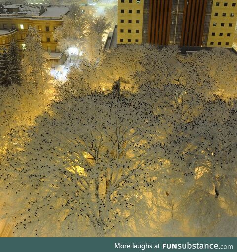 Thousands of crows on snow covered trees