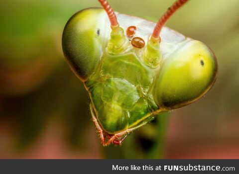 Mantis portrait vi