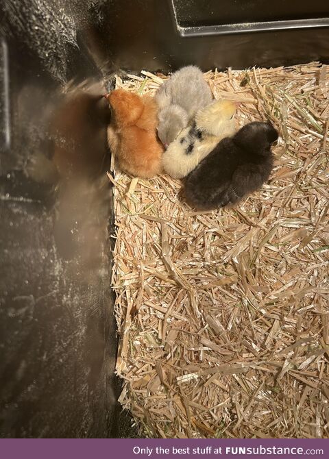 Four chicks lined up