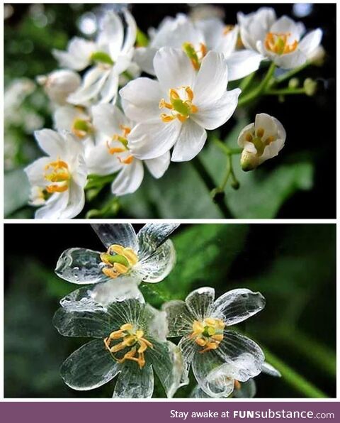 Spookposting '23 #27 - Skeleton Flower Before and During the Rain