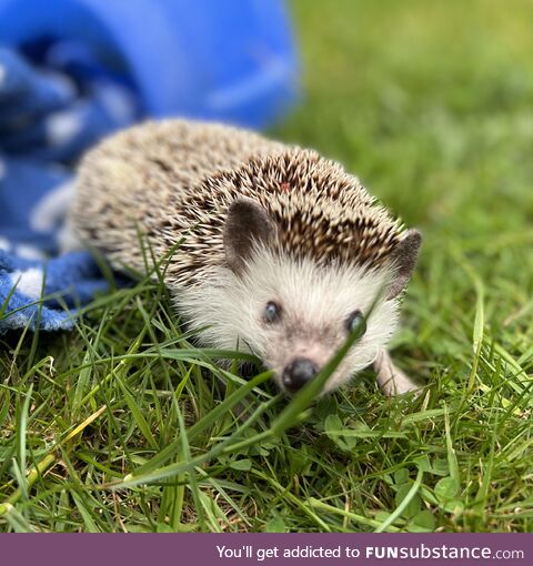 [OC] My handsome senior hog exploring the garden