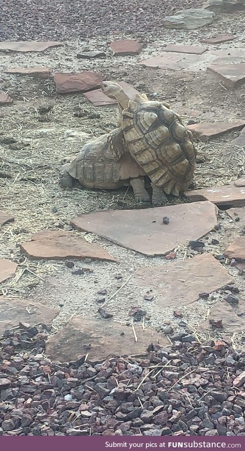 Our torts this afternoon