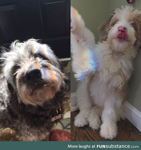 (OC) My childhood dog & new puppy in the same rainbow, 2 years apart