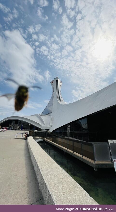 The Montreal Tower (bee not to scale)