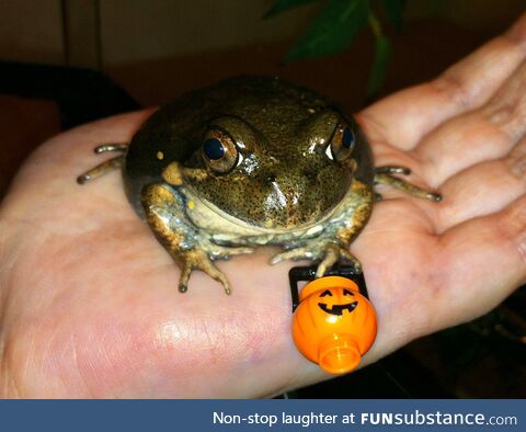 Froggos '23 #288/Spooktober Day 24 - Always Have a Frog Handy When Trick-or-Treating