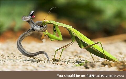 Mantis catches a snake