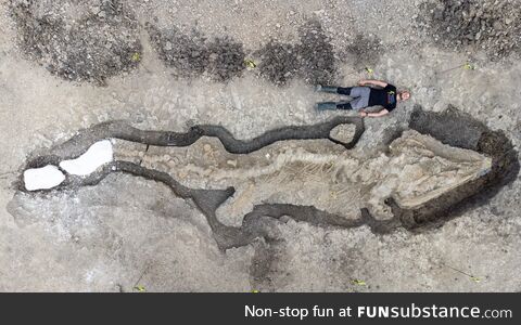 180 million year old giant ichthyosaur fossil in the U.K