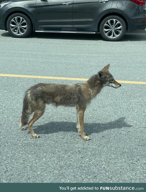 Surprised by Wile E. Here just chillin’ in the street when I went to open my door today