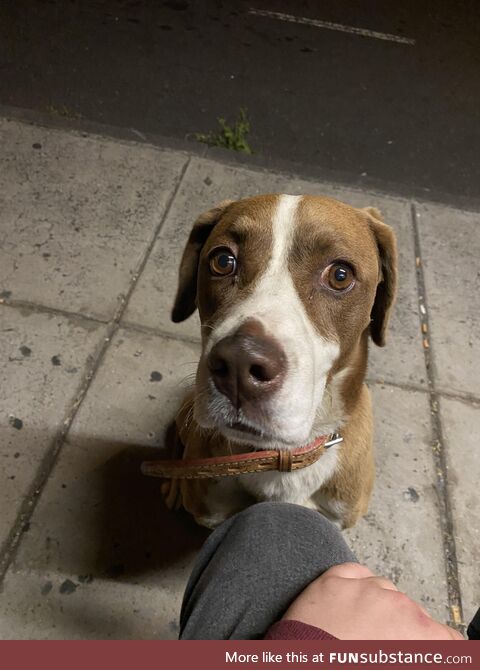 This dog came to me while I was waiting for the bus