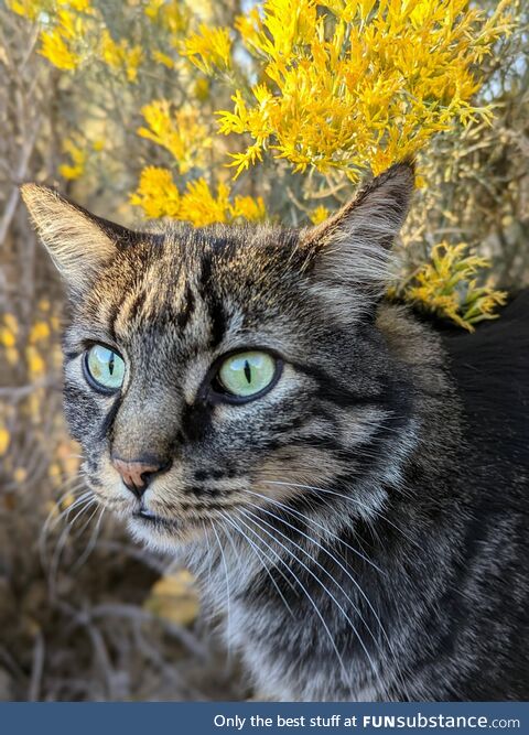 I like this picture I took of my cat