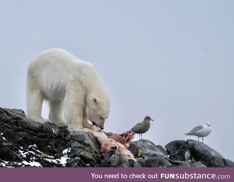 [OC] I snapped this from a boat in the Arctic - 2 bears 2 birds