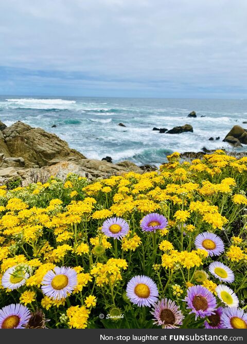 [OC] Wildflowers on a cliff, Big Sur, California