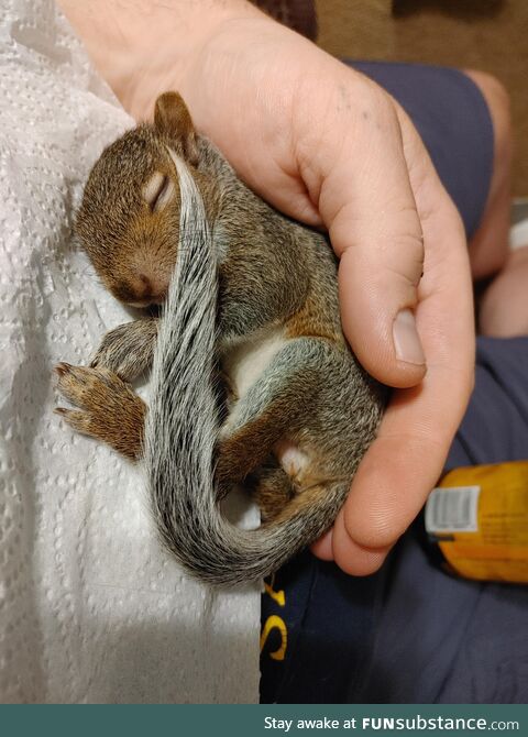 Oliver the rescue squirrel. 3/3
