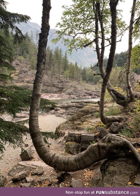 Glacier National Park (area struck me as primordial)