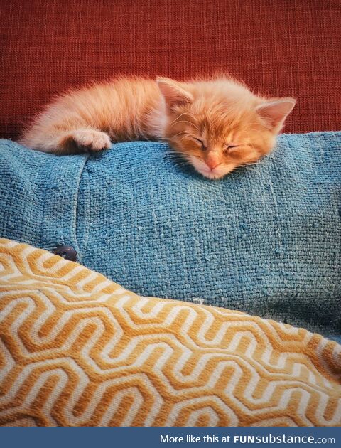 Cheddar found a cozy spot for a little snooze