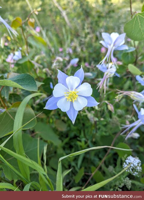 [OC] Found these gorgeous Columbines, the state flower of Colorado, on my walk this