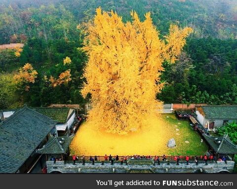 This gingko tree which have been planted during the Tang dynasty