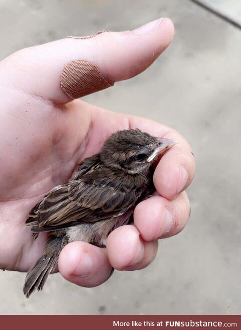Baby sparrow with a broken foot that flapped it’s way into our garage today