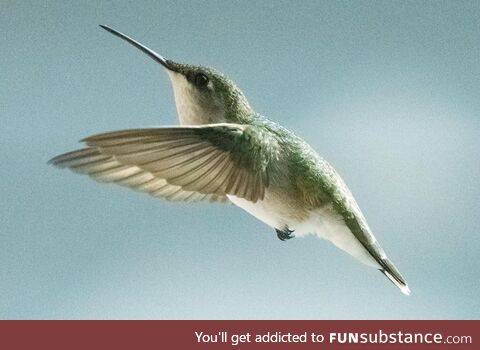 Hummingbird outside my window