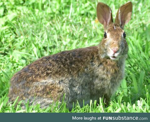 A wild Eastern cottontail rabbit